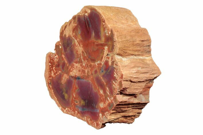Polished, Petrified Wood (Araucarioxylon) - Arizona #193688